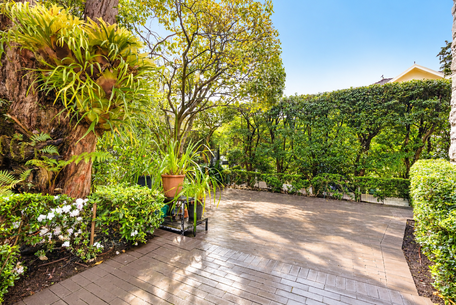 Grd Fl/14 Etham Avenue, Darling Point For Lease by Bradfield Badgerfox - image 1